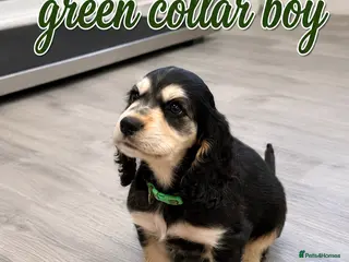 Cocker Spaniel dogs Only 3 boys left - Advert 16