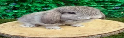 Mini Lop rabbits for sale: 🥰😍Stunning purebred mini lops ready now 🥰😍 - Advert 9