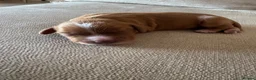Cocker Spaniel dogs for sale: Stunning Working Cocker Spaniel Puppies - Advert 4