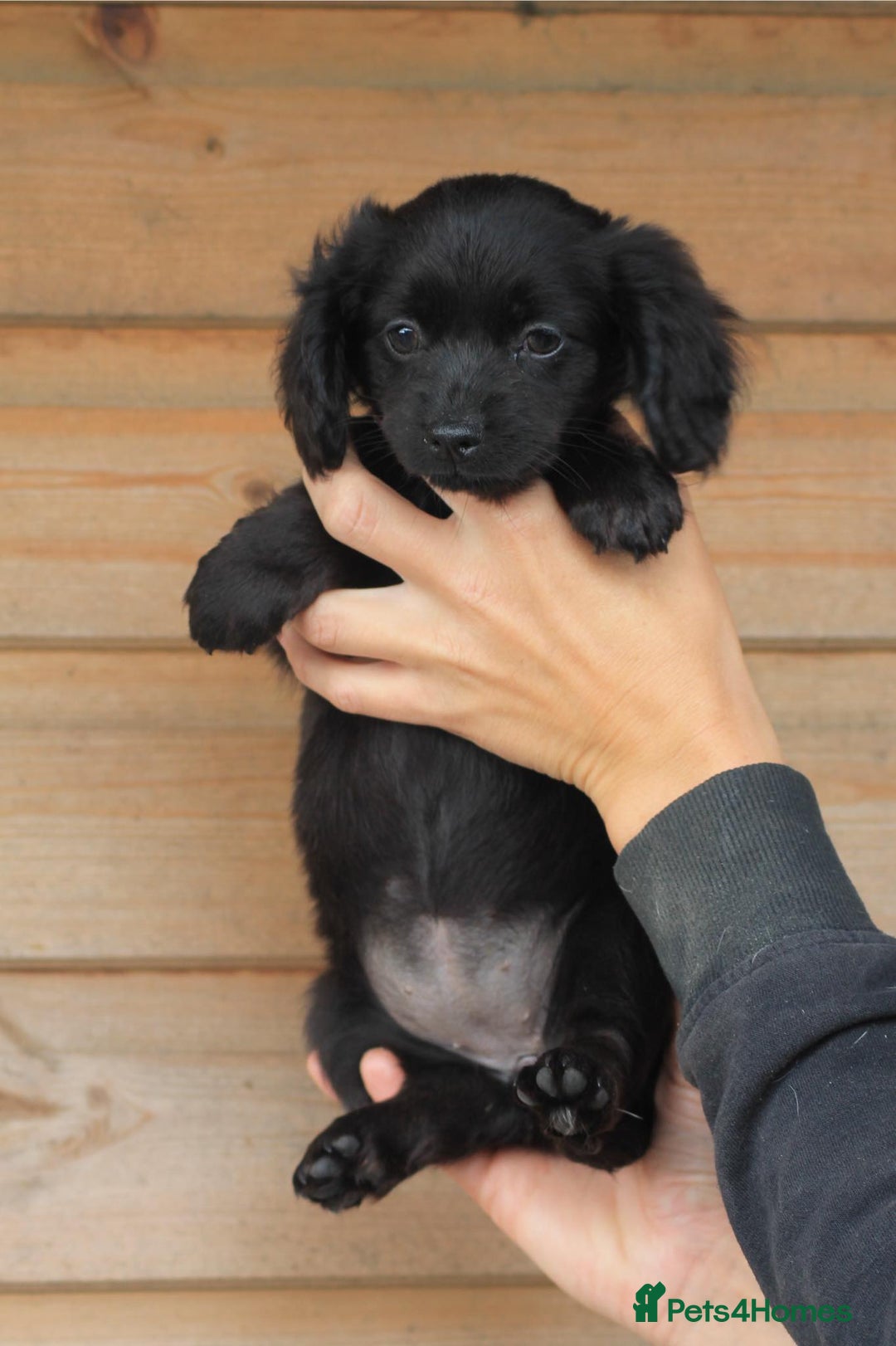 Mixed Breed dogs for sale: Chiweenie Puppies For Sale  - Image 16