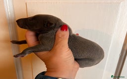 Whippet dogs for sale: Lovely petite Whippets - Image 18