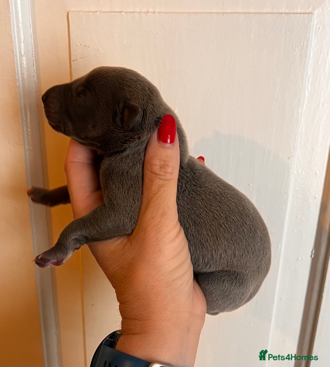 Whippet dogs for sale: Lovely petite Whippets - Image 18