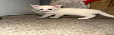 British Longhair Kitten 1