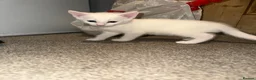 British Longhair cats for sale: Kittens looking for forever home  in South Croydon - Advert 2