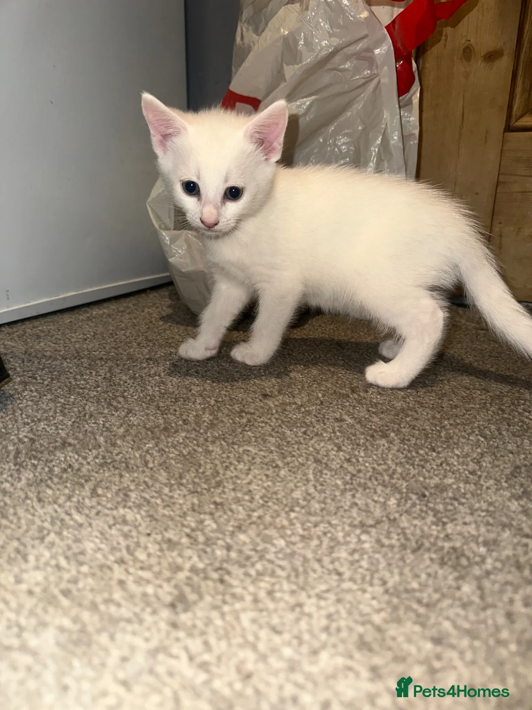 British Longhair cats for sale: Kittens looking for forever home  in South Croydon - Advert 2