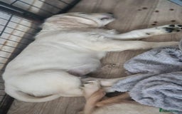 Golden Retriever dogs for sale: 🐾🐕 3 male Golden Retriever Puppies 🐶 🐕‍🦺 - Image 9