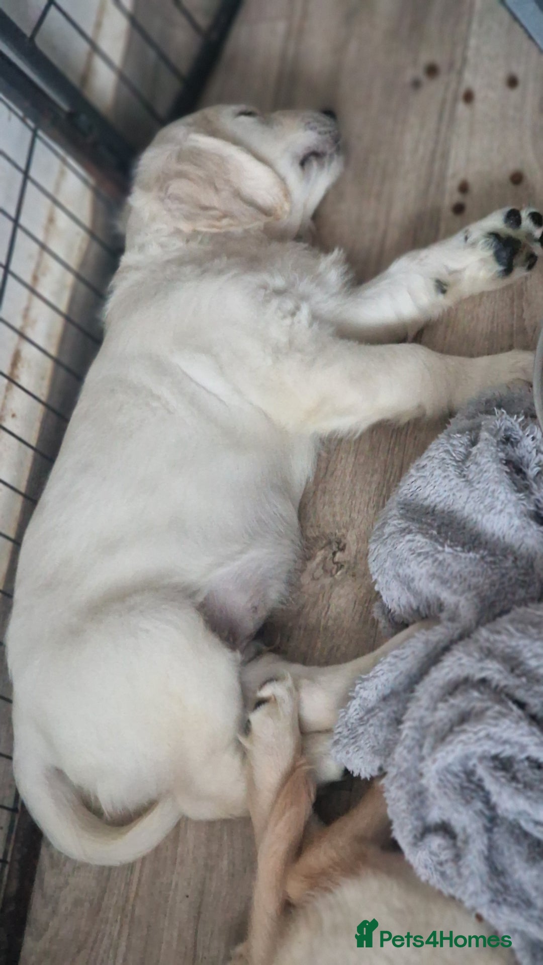 Golden Retriever dogs for sale: 🐾🐕 3 male Golden Retriever Puppies 🐶 🐕‍🦺 - Image 9