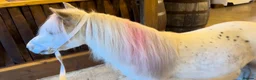 Miniature horses for sale: American Miniature Horse 5 Yrs Gelding - Advert 3