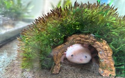 Axolotl reptiles for sale: Three axolotls and full set-up  - Image 3