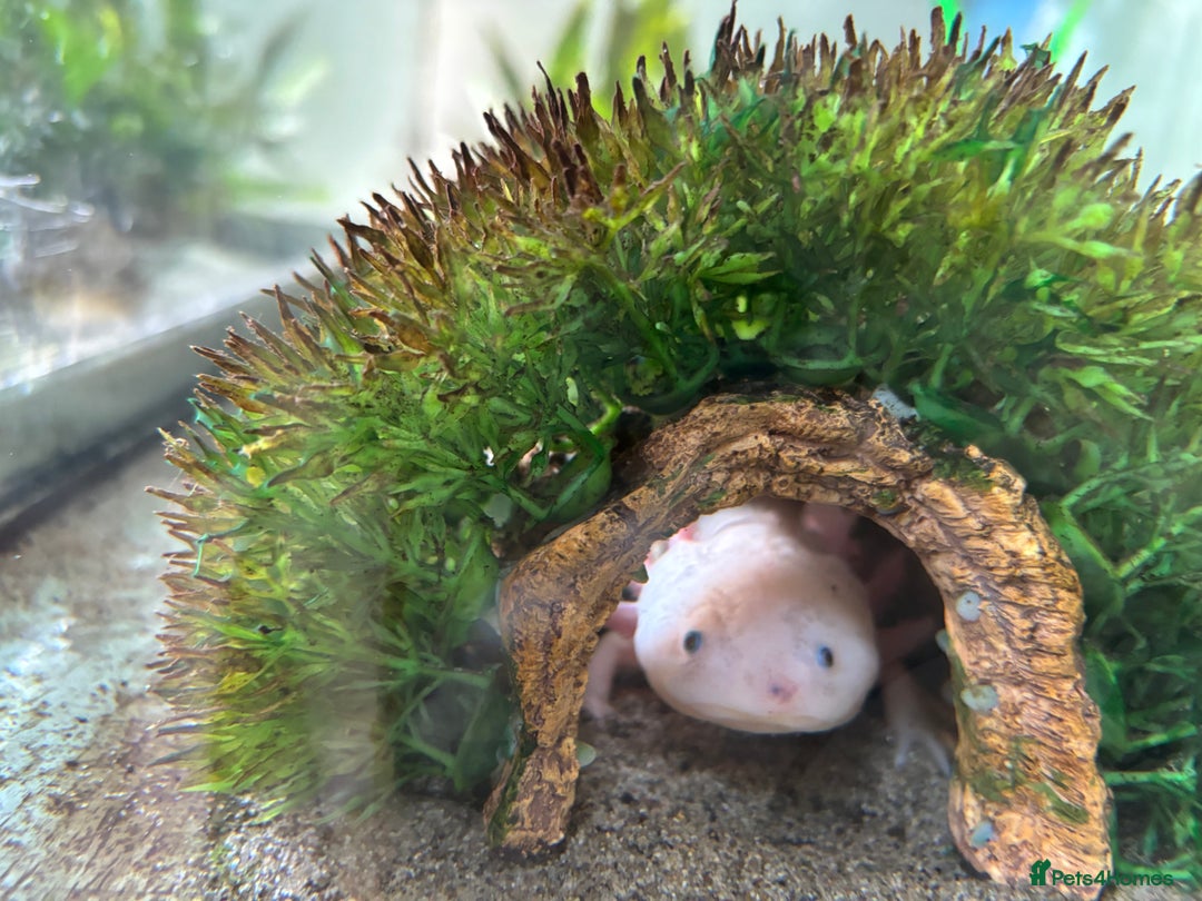 Axolotl reptiles for sale: Three axolotls and full set-up  - Image 3