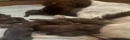 Sprocker dogs for sale: F1 sprocker puppies - Advert 2