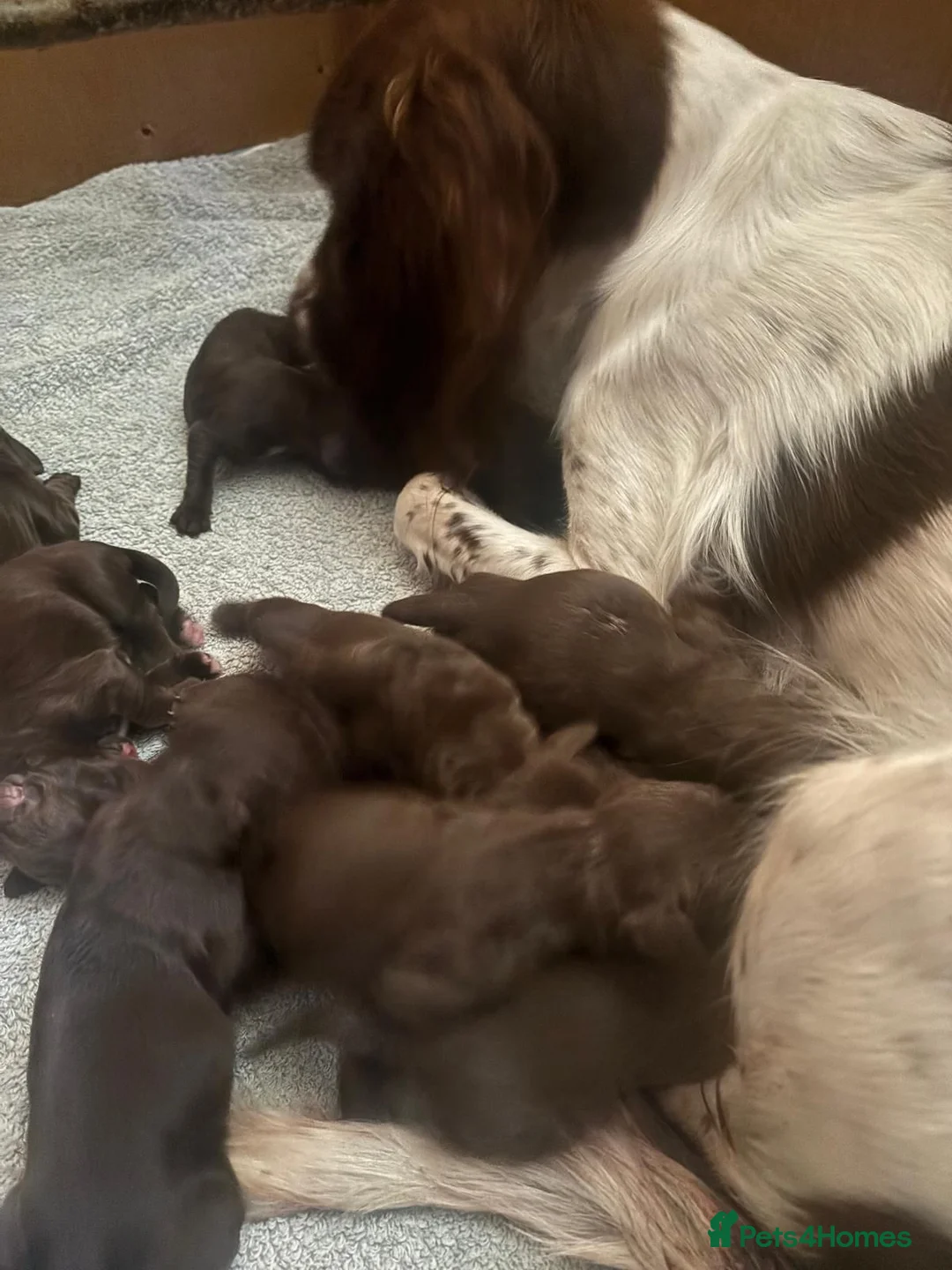 Sprocker dogs for sale: F1 sprocker puppies - Advert 2