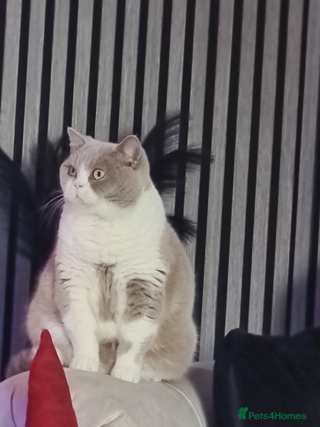 British Shorthair cats for sale: British Shorthair kittens  - Advert 5