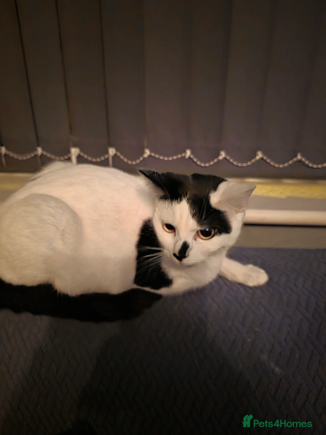 Mixed Breed cats for sale: Female kitten - Advert 2