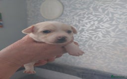 Jack Russell dogs for sale: Jack Russell  puppies for sale  - Image 3