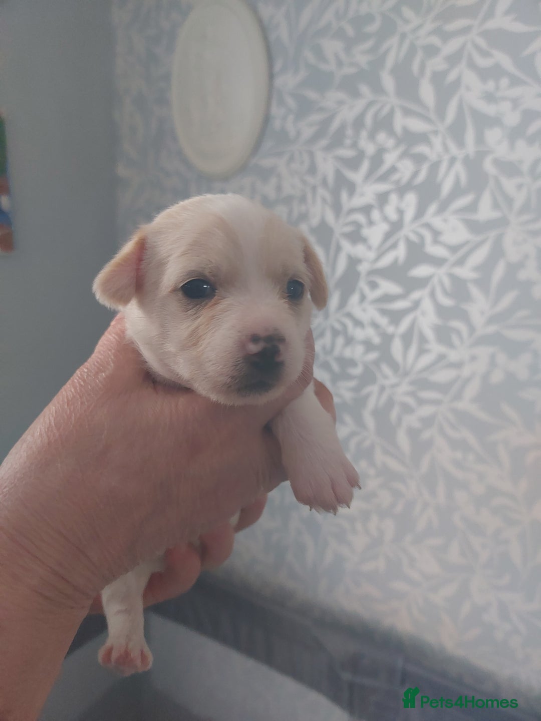 Jack Russell dogs for sale: Jack Russell  puppies for sale  - Image 3