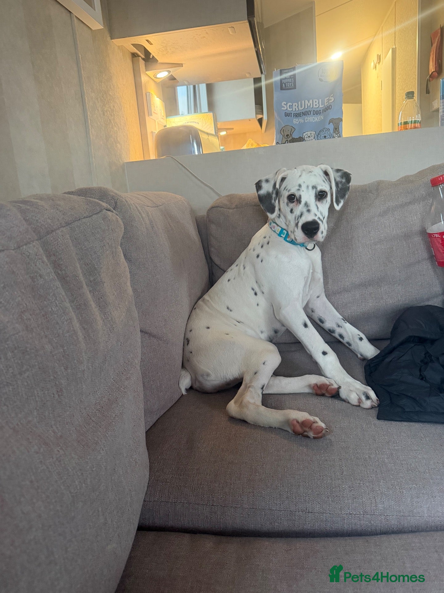 Mixed Breed dogs Dalmation x boxer needing a new home  - Advert 4