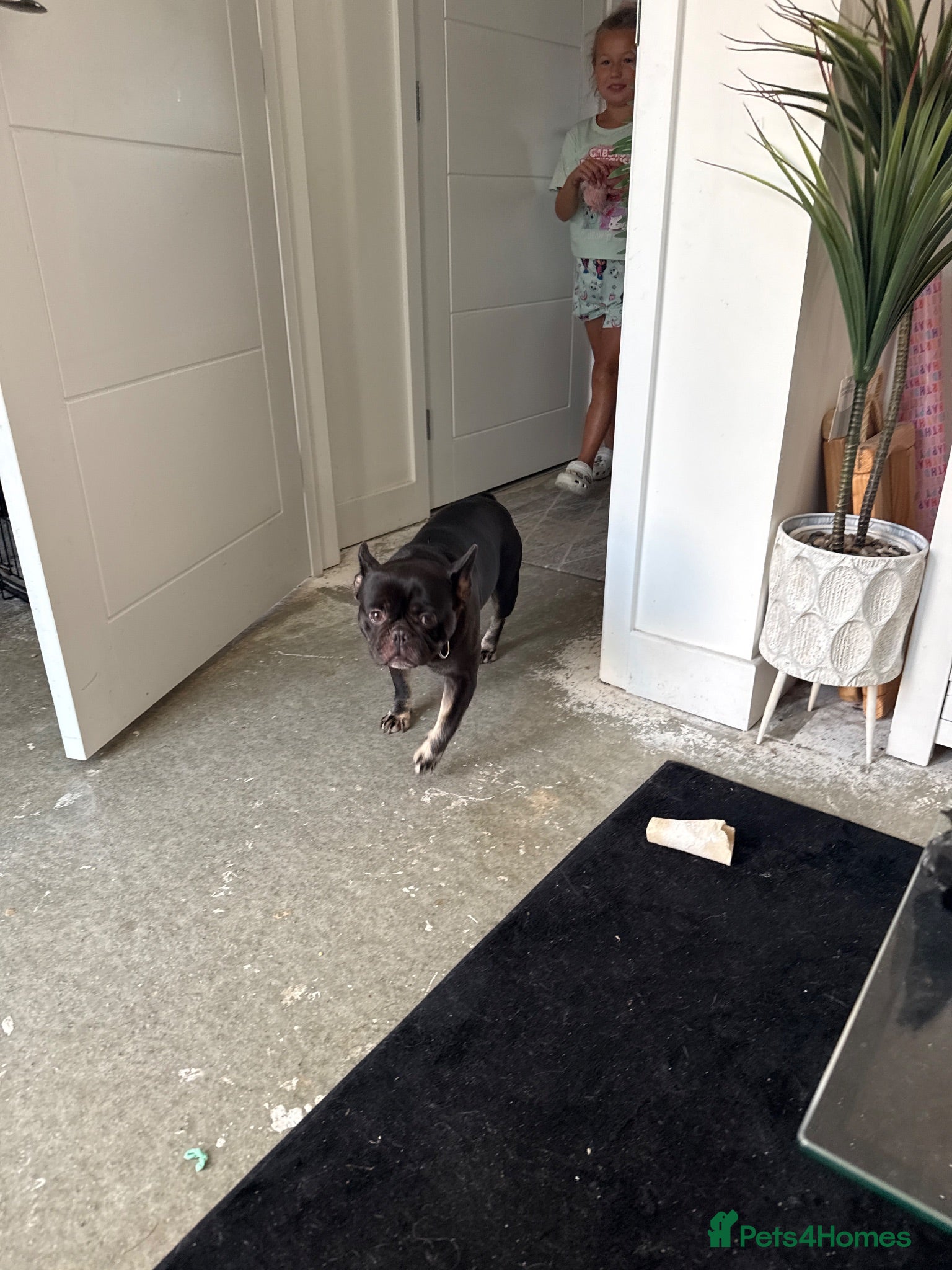 French Bulldog dogs Frenchie 5 years old - Advert 1