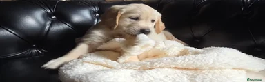 Golden Retriever 3