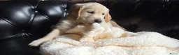 Golden Retriever dogs for sale: Two girls three boys available  golden retrievers  in Blackpool - Advert 1