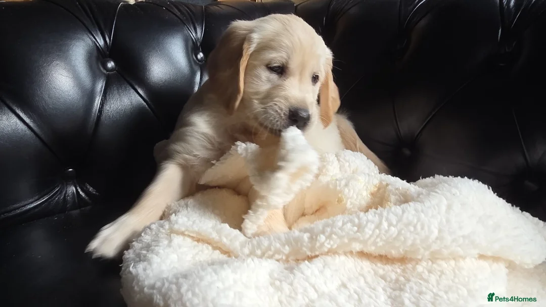 Golden Retriever dogs for sale: Two girls three boys available  golden retrievers  in Blackpool - Advert 1