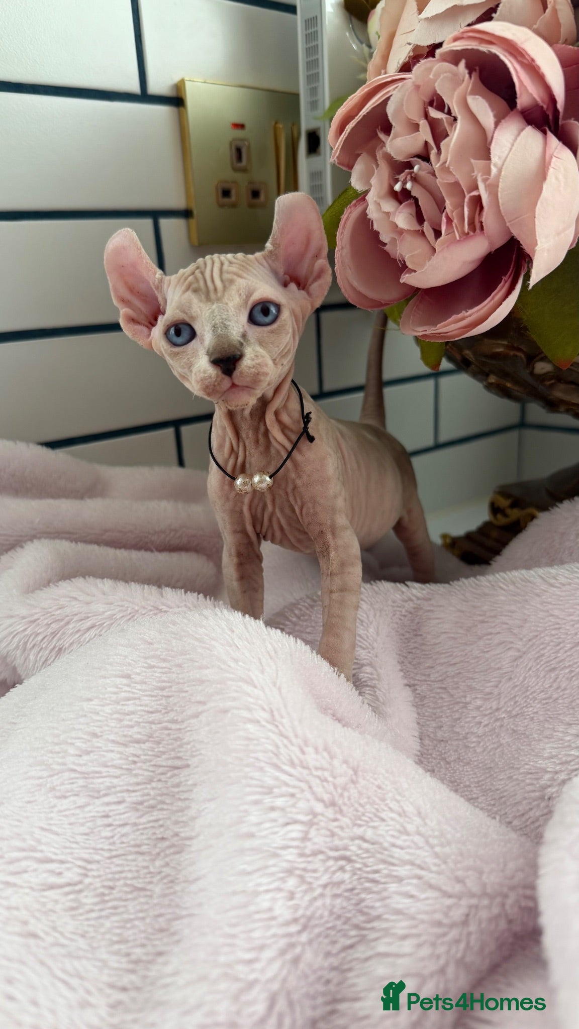Sphynx cats Reservations Available NOW! 🦋🌺 - Advert 2