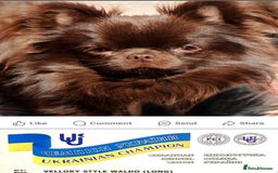 Chihuahua dogs for sale: Beautiful chocolate long coat chihuahuas - Image 18