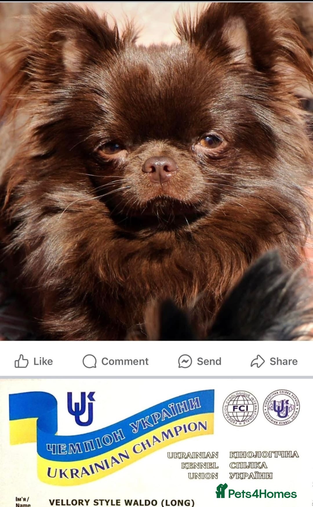 Chihuahua dogs for sale: Beautiful chocolate long coat chihuahuas - Image 18