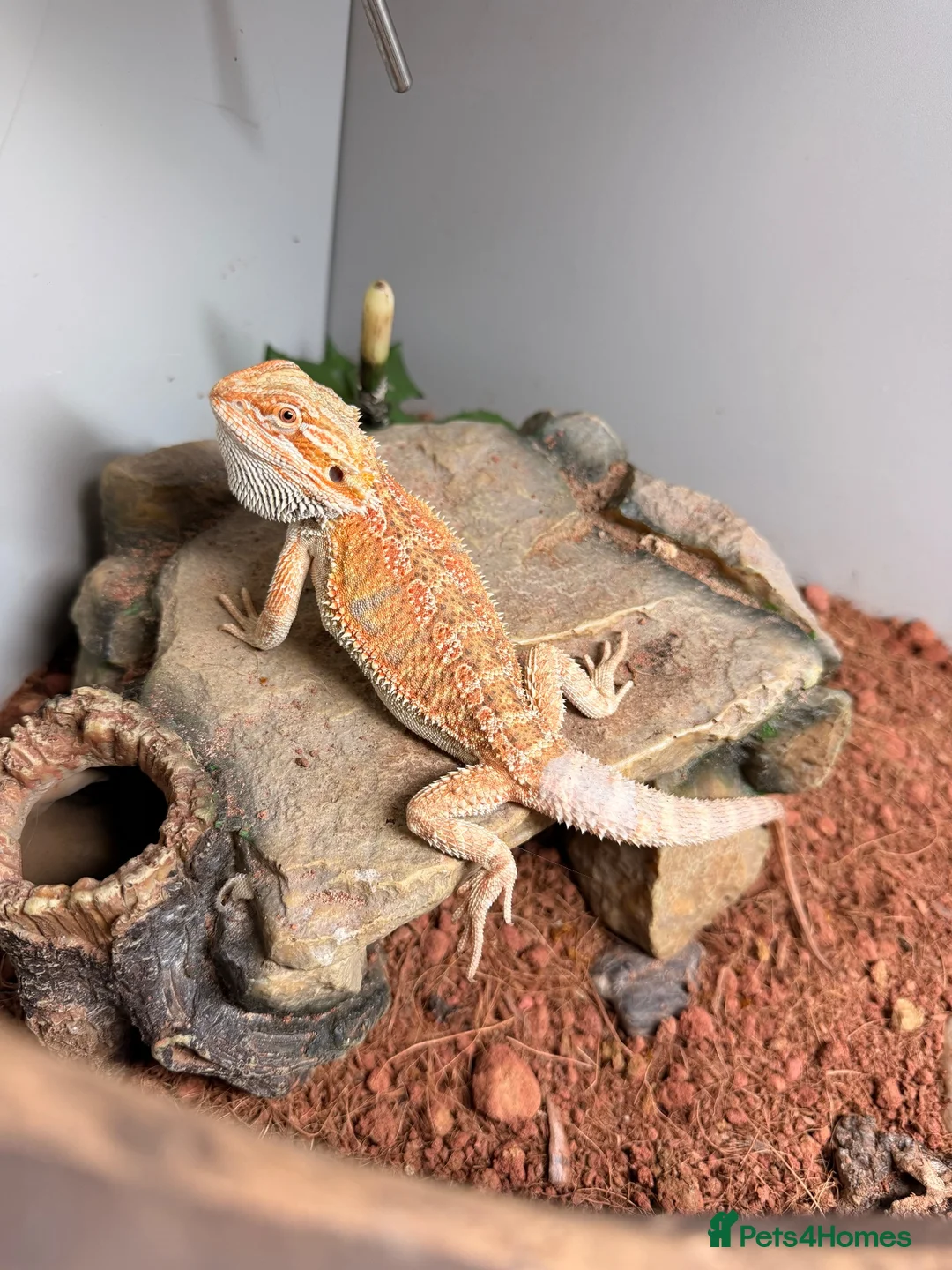 Bearded Dragon reptiles for sale: Baby bearded dragon for sale  in Rowley Regis - Advert 1