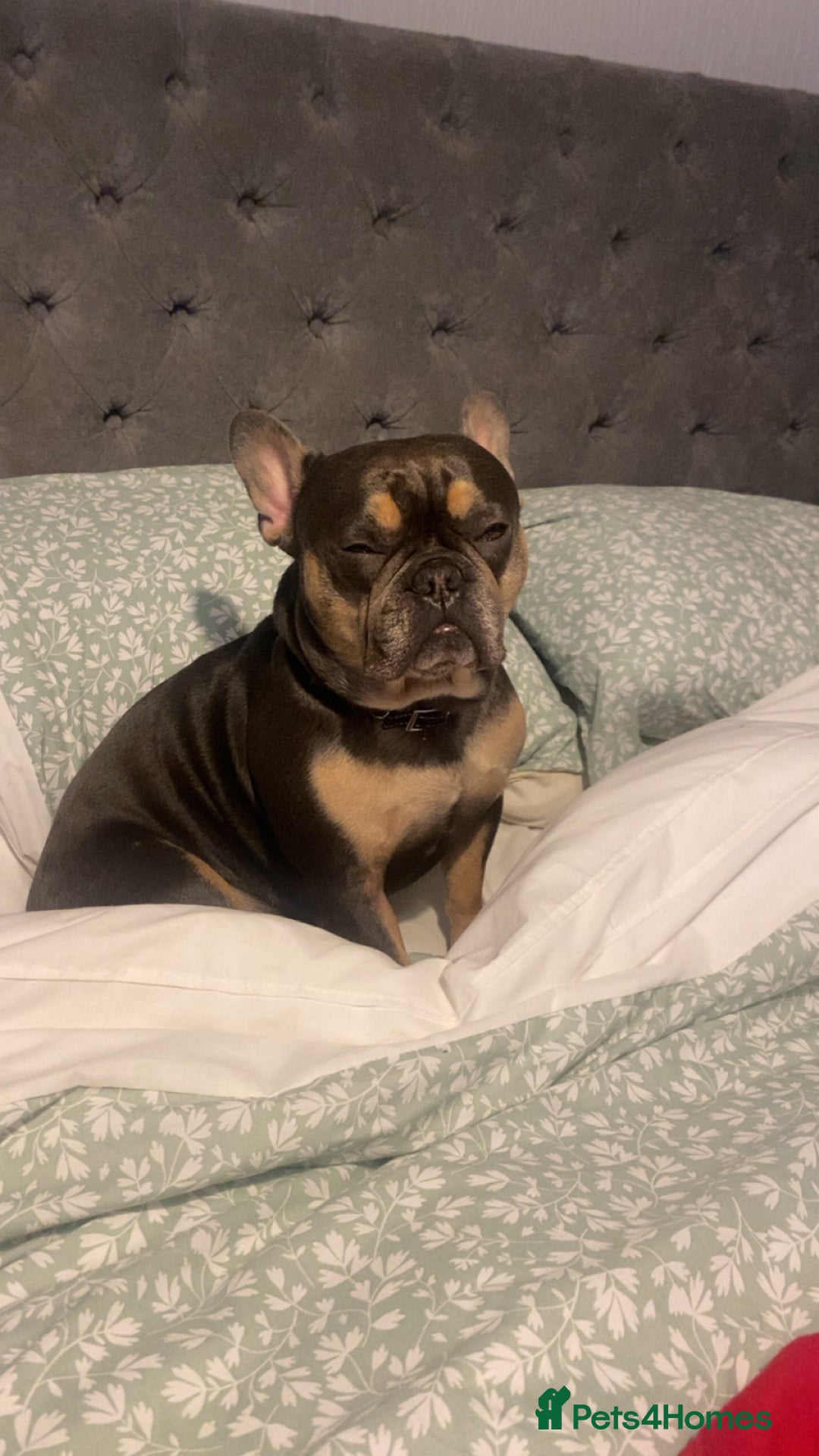 French Bulldog dogs for sale: French bull dog 3 years old  - Advert 1