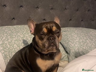 French Bulldog dogs French bull dog 3 years old - Advert 1