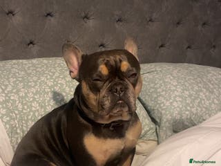 French Bulldog dogs French bull dog 3 years old - Advert 14