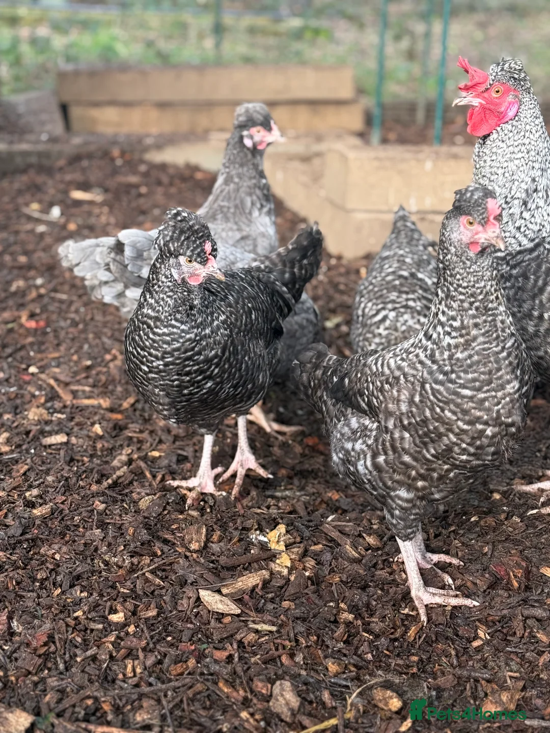 Chickens poultry for sale: Olive Egger Breeding Trios  - Advert 2
