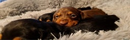 Miniature Dachshund dogs for sale: Extra miniature daschunds baby 🩷 - Advert 12