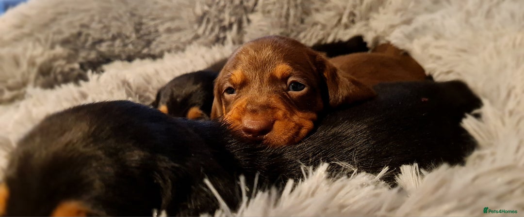Miniature Dachshund dogs for sale: Extra miniature daschunds baby 🩷 - Advert 12