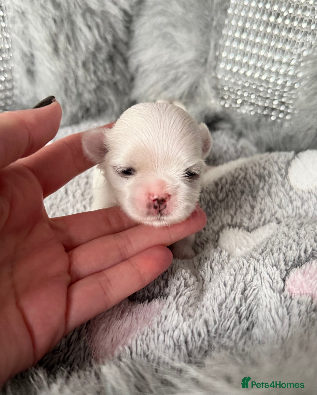 Maltese dogs for sale: 🩷Exquisite Full Korean Maltese Puppies🩵 - Image 20