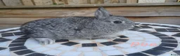 Netherland Dwarf rabbits for sale: Neverland dwalf - Advert 8