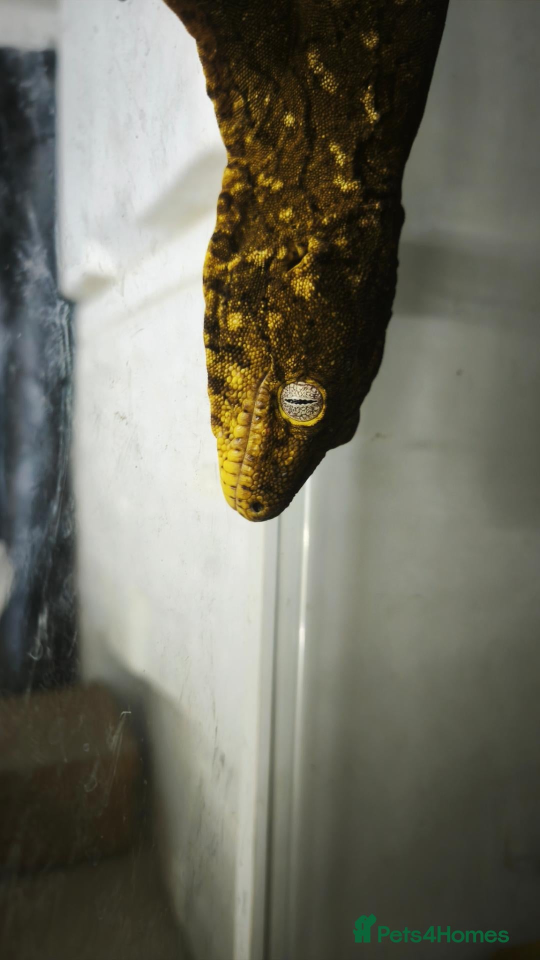 Gecko reptiles Adult Leachianus Mt Koghis Male and female - Advert 2
