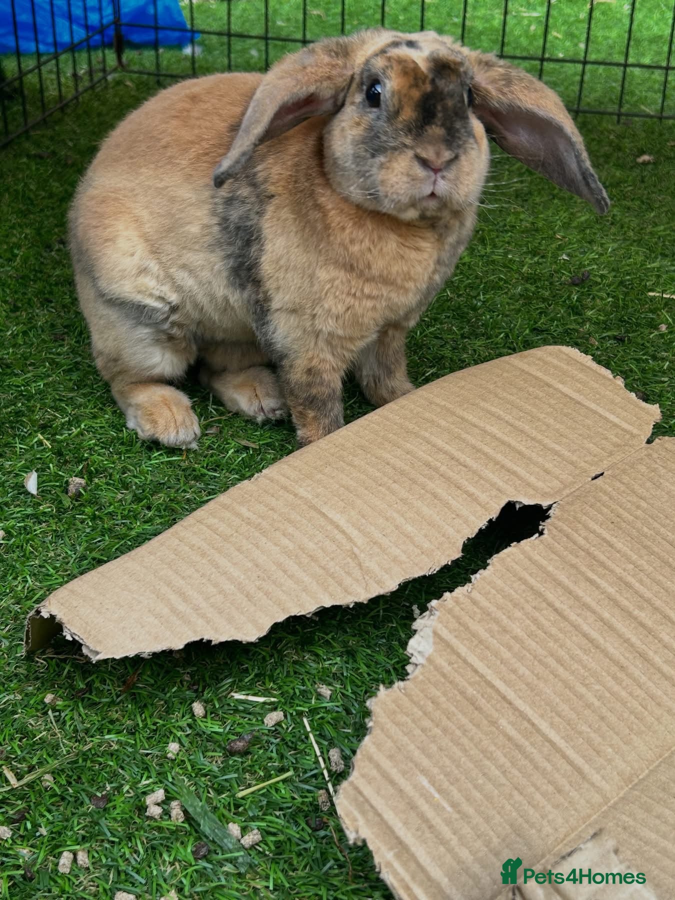 Mini Lop rabbits Mini plush lop  - Advert 2