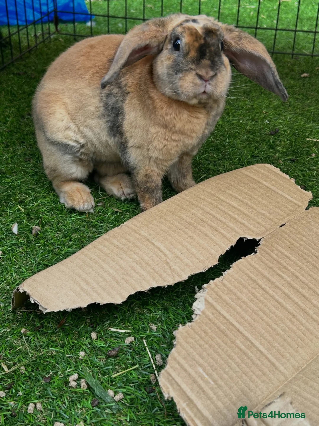 Mini Lop rabbits for sale: Mini plush lop  - Advert 2