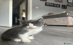 Maine Coon cats for sale: Kittens for sale  - Image 3