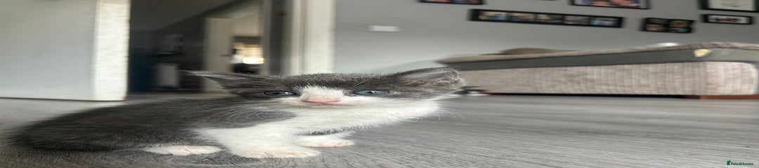 Maine Coon Kitten 3