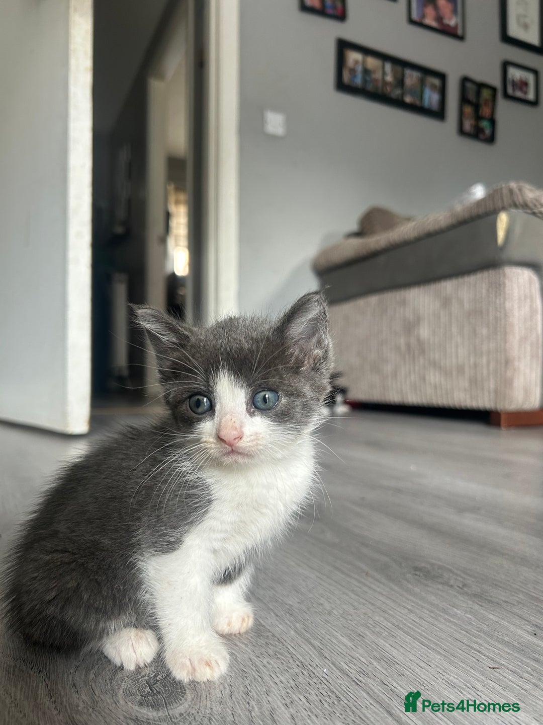 Maine Coon cats for sale: Kittens for sale  - Image 3