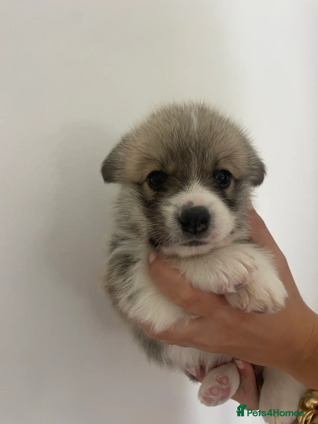 Welsh Corgi Pembroke dogs for sale: KC REG PEMBROKESHIRE CORGIS 1 MALE AVAILABLE - Advert 2