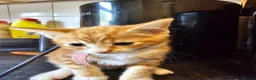 Mixed Breed cats for sale: 4 adorable female kittens for sale  - Advert 11