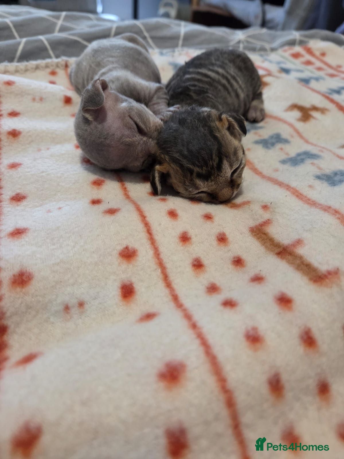 Devon Rex cats 💛 Beautiful Devon Rex Kittens 💛 - Advert 7