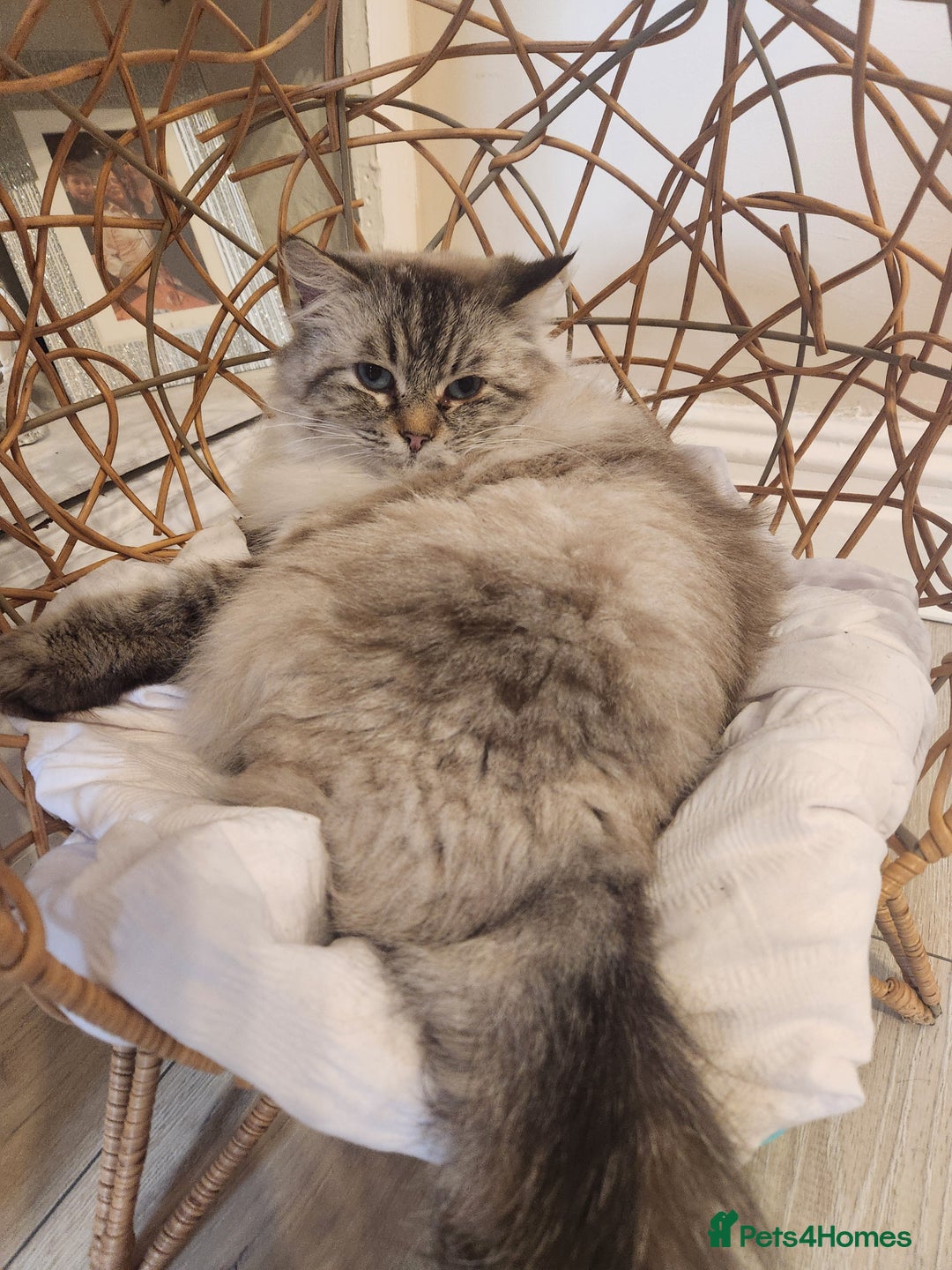 Ragdoll cats for sale: 2 beautiful ragdoll girls  - Image 3