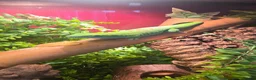 Gecko reptiles for sale: Male Madagascan giant day gecko in Liverpool - Advert 7
