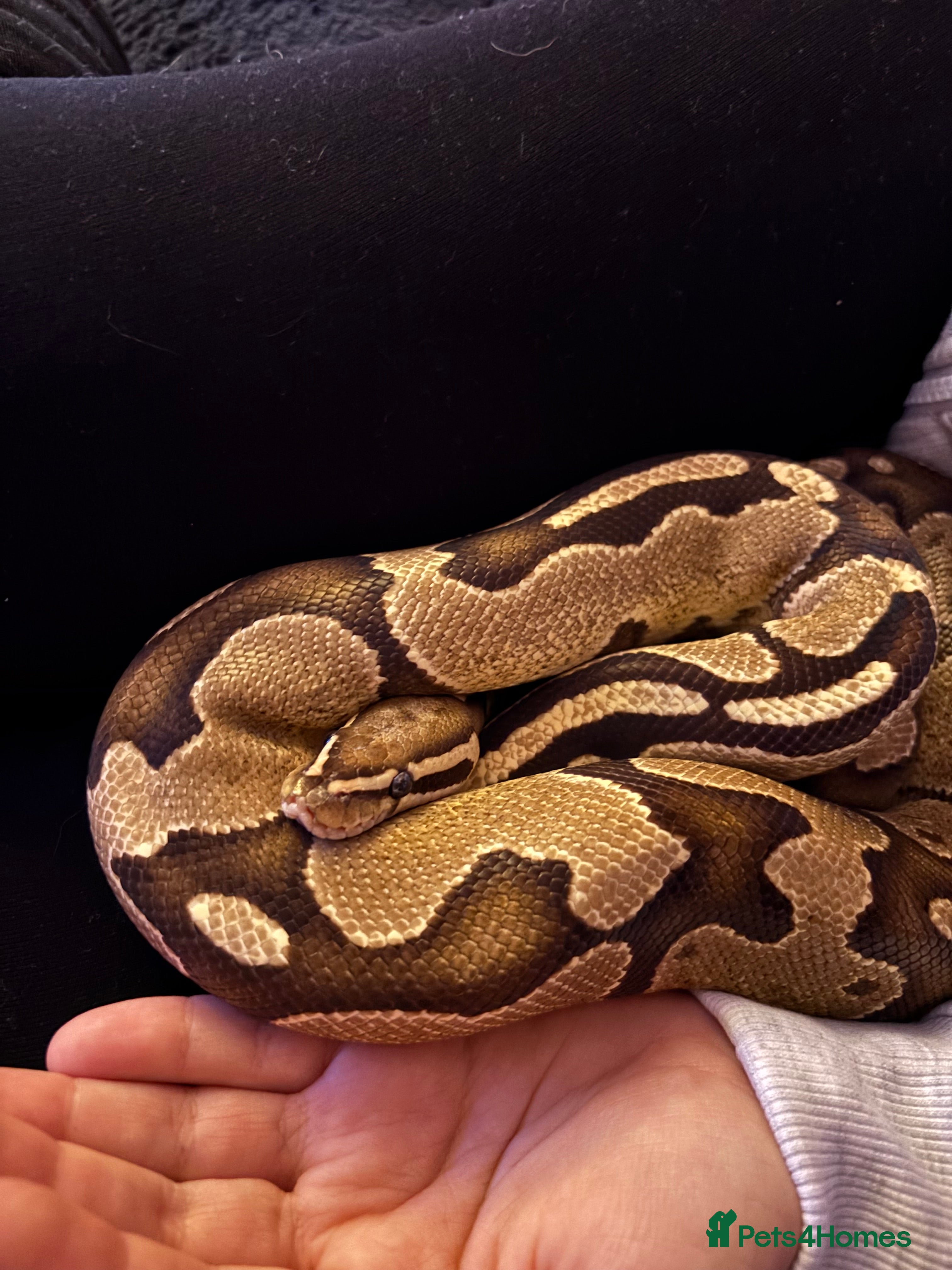 Python Snake reptiles Ball python  - Advert 9
