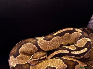 Python Snake reptiles Ball python - Advert 6